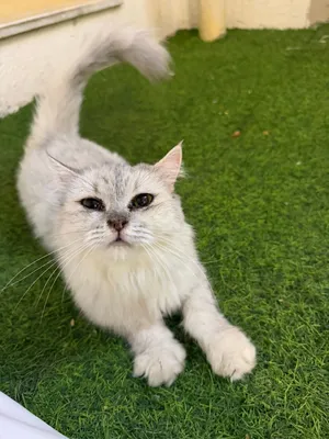 قطوه الفيه