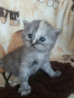 قطط kitten للبيع