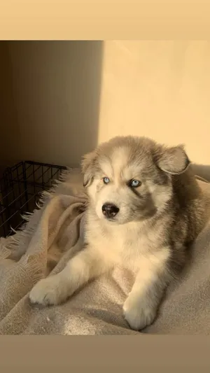 beautiful Siberian husky