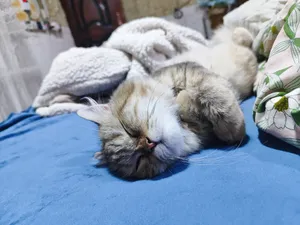 قطة للبيع ..