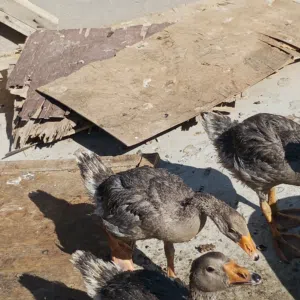 بط كوبره عادي 3 تربايت بيت والبط حلوو واليف