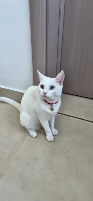 ثلاث قطط اناث للتبني مجانا