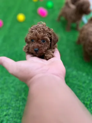 Female Poodle Teacup 55 Days