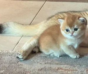 Pure Chubby cute Ny12 male Golden British shorthair
