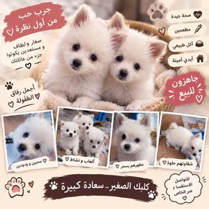 للبيع جراوي ميني كيوت متوفر جراوي نوع ميني، أعمارهم شهر ونص، كيوت وكلش حلوين، وفروهم ناعم