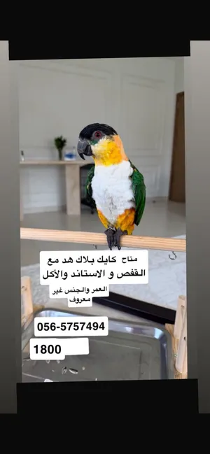 كايك بلاك هد
