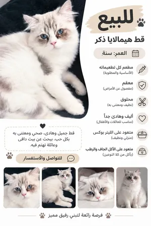 قط هملايا ذكر