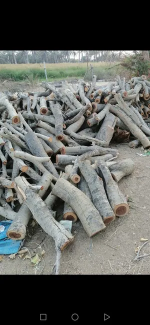 يتوفر حطب سمر للبيع