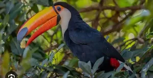 الي عنده هذا الطير و يبغي يبيعه تراني شراي بس حسب القيمه if someone have this kind of bird and want