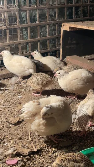 للبيع سمان التكساس بيور