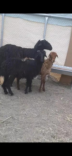 للبيع كباشه محليات سمان تبارك الله