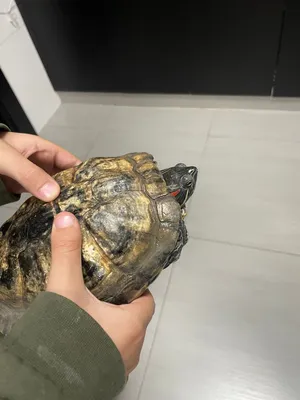 Red eared slider turtle 18 years old only 100 AED