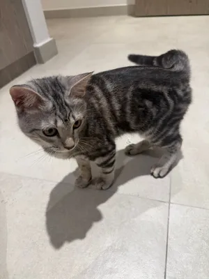قطوة للتبني العمر 7 شهور ومع جواز النوع Domestic Shorthair