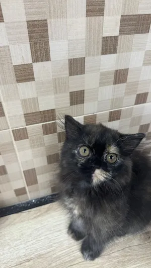 Persian kitten 4 months old
