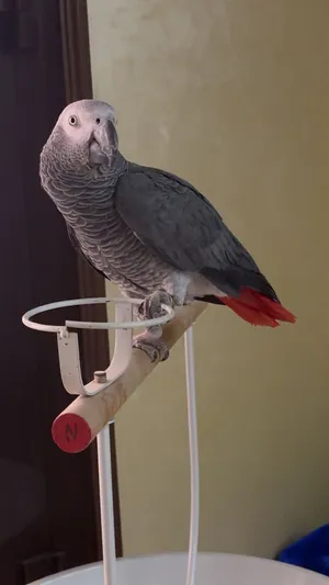بغباء كاسكو Grey parrot قابل لتفاوض