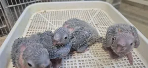 hand feeding yellow sided Highred Green cheek chicks and other hand feeding chicks