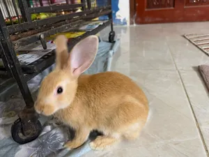 4 weeks old bunny rabbit for sale with cage, bedding, food and toys