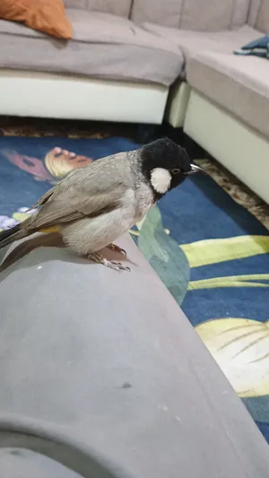 بلبل للبيع مندلاوي طير ربه