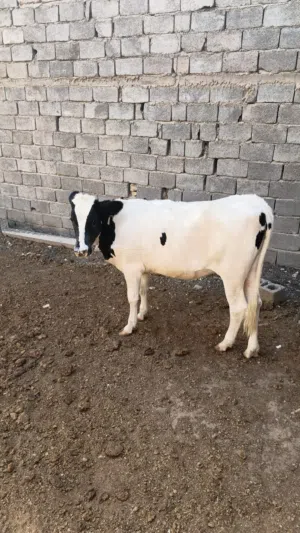 بجره فريزي ابره معلوفه سمينه
