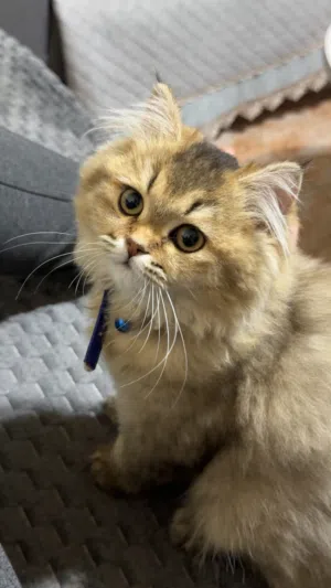 شنشيلا 4 اشهر