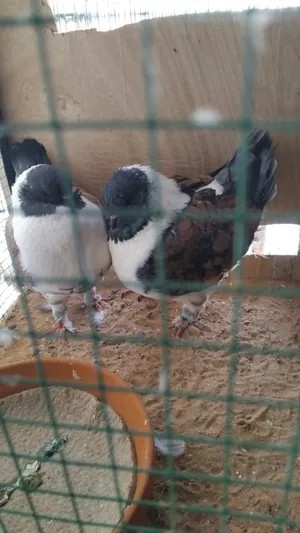 modina pigeon American breed