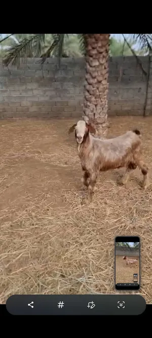 تيس وكبش للبيع