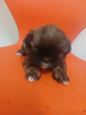 shitzh 4 for sale ( 2 months old )
