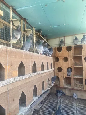 حمام زاجل للبيع آباءهم وأجدادهم ابطال نقاط للبيع بسعر رمزي