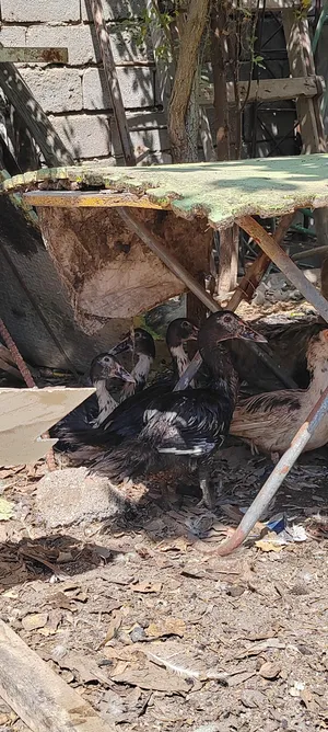 بش مصري للبيع الزوج (25)