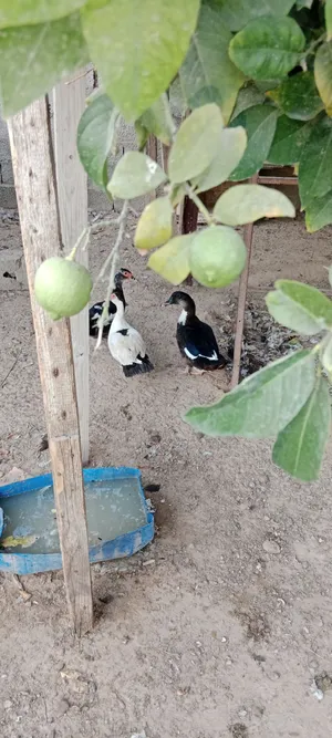 بط عربي ربي يبارك
