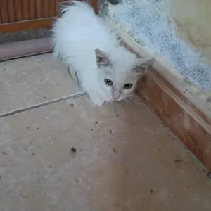 Cat for Sell