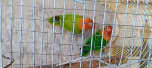 عصافير أو طيور