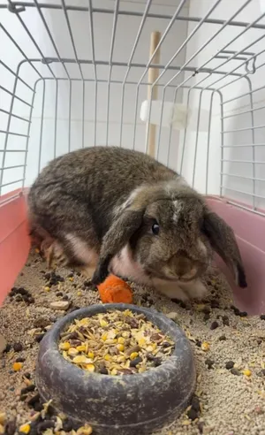 pure lop rabbits for sale ارنب بيور لوب