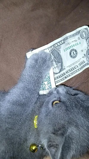 مكس بريطاني (British Shorthair)