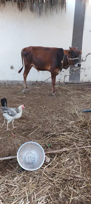 عجول ثنين للبيع
