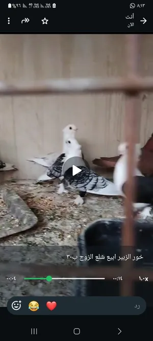 حمام للبيع خور الزبير ابيع شلع