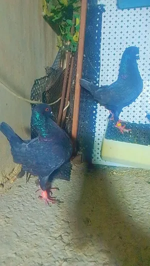 اربع جواز كنقات قراقطه