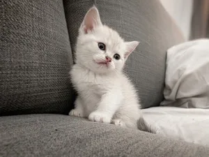 British short hair kitten