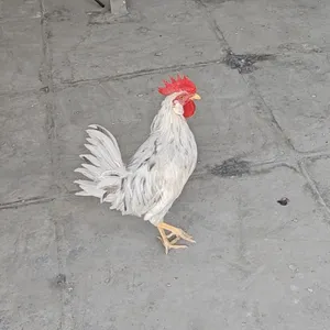 ديك العمر 7 أشهر