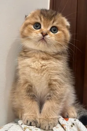 ابحث عن قط سكوتش للتبني ، looking for scottish cat for adoption