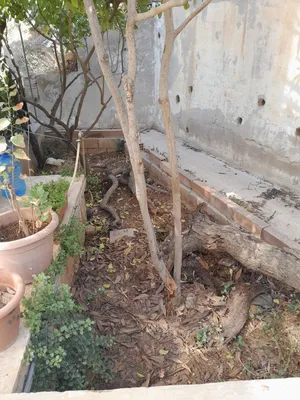 خشب مشمشة شجرة كاملة مع اسكدنيا