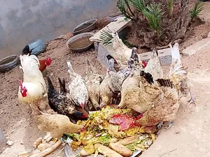دجاج عربي للبيع تبارك الرحمن