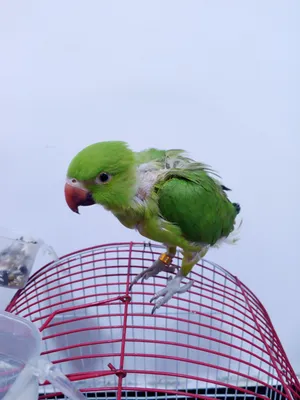 ببغاء الدرة