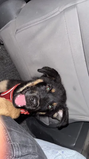 German Shepherd Workline Mix American Rottweiler