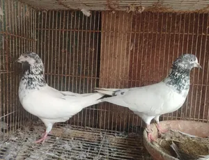 للبيع حمام بكستاني مطيار