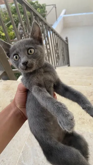 Russian Blue قطه من سلالة