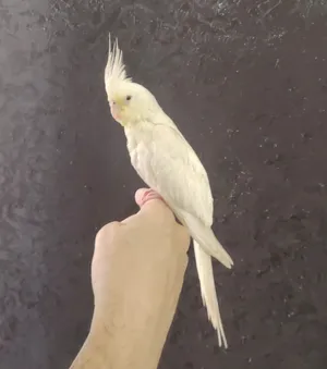 ببغاء كروان كوكتيل أليف وهدد مناسب للأطفال