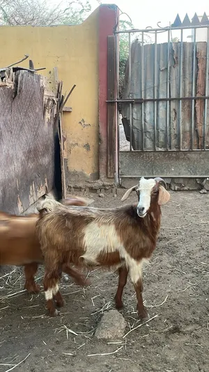 ماعز للبيع