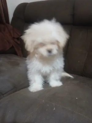 كلب للتبني لاسره Maltipoo3 شهور