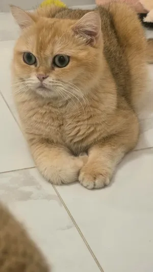 BRITISH SHORTHAIR GOLD HEALTHY CHUBY